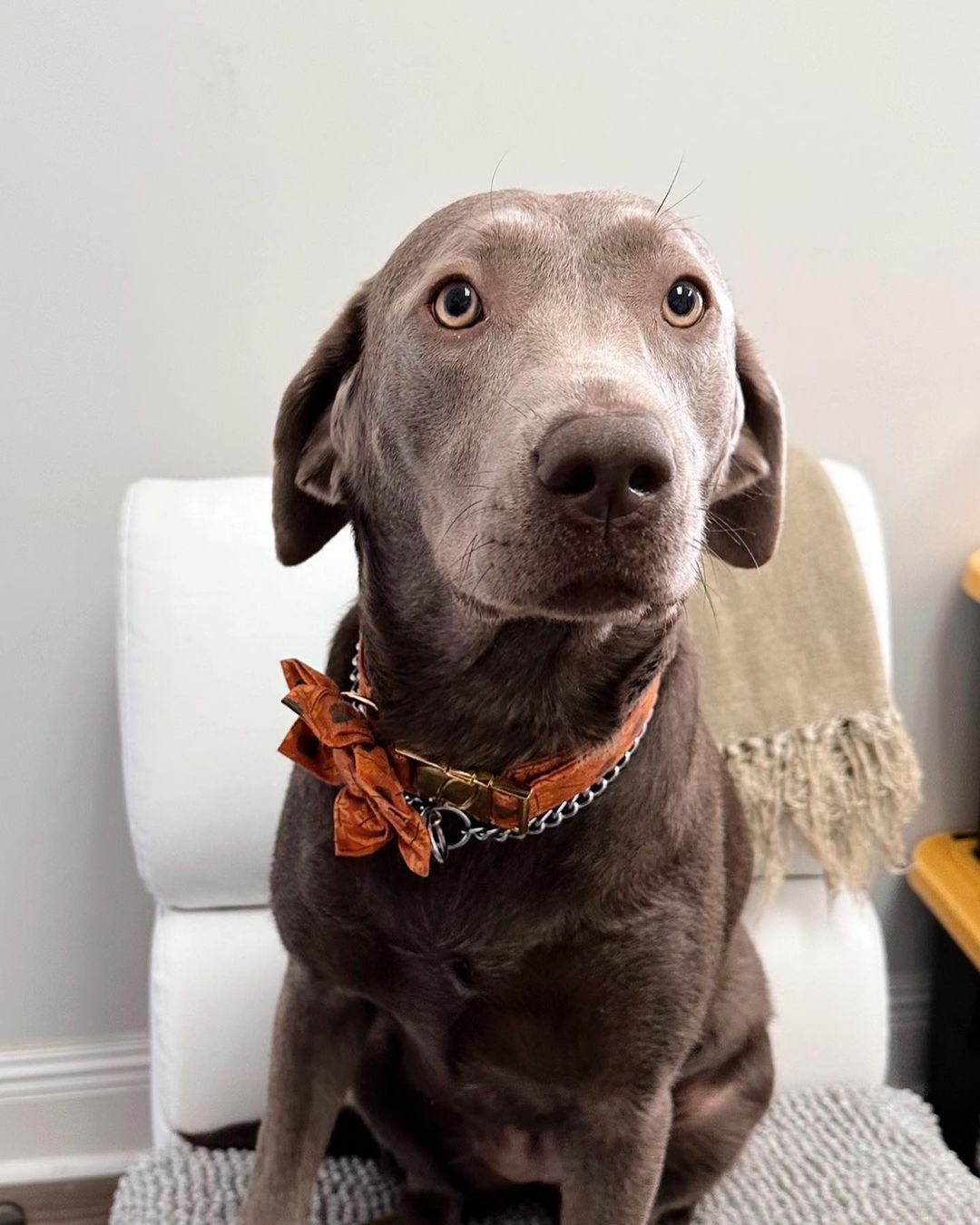 Certified Therapy Dog