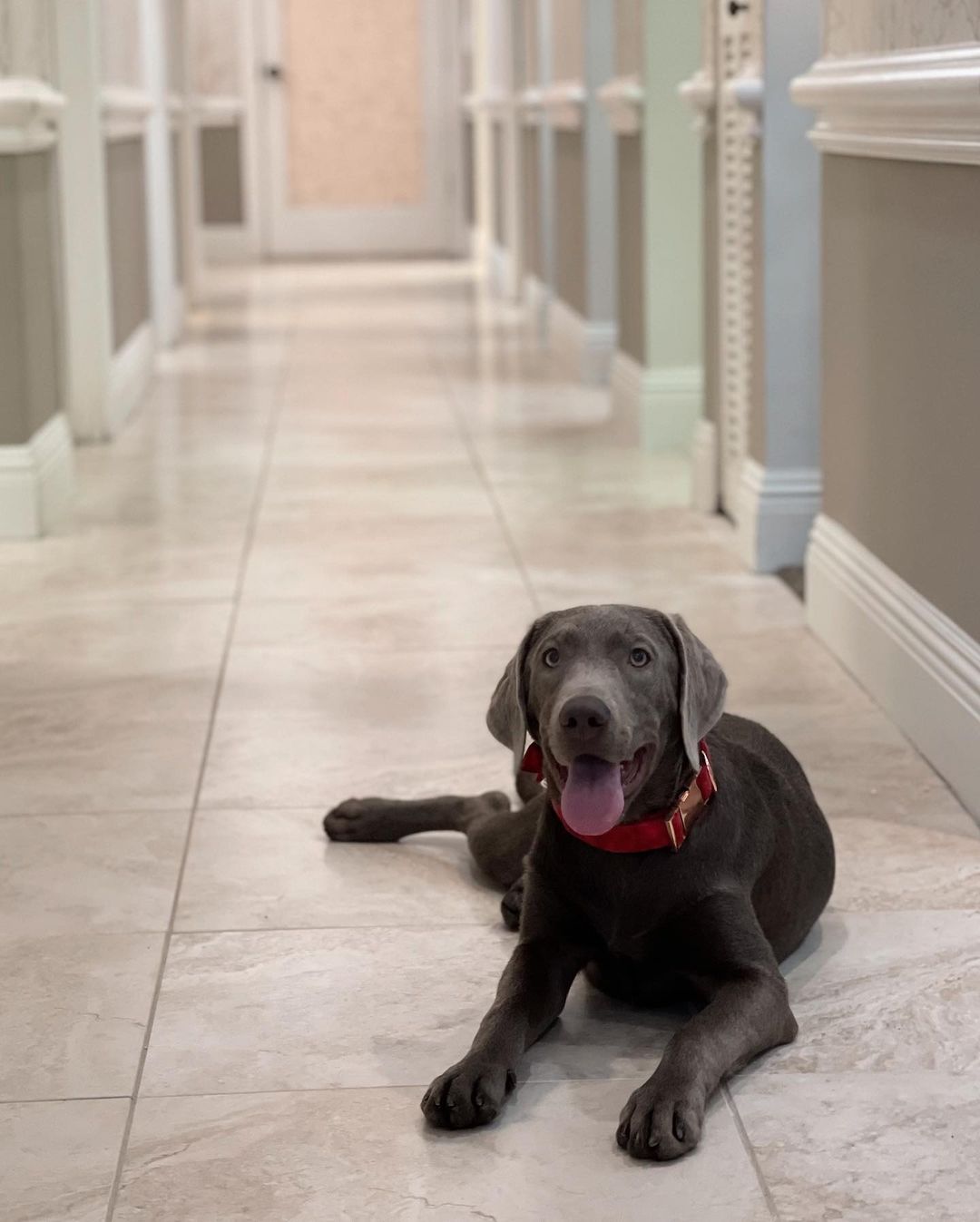 Certified Therapy Dog