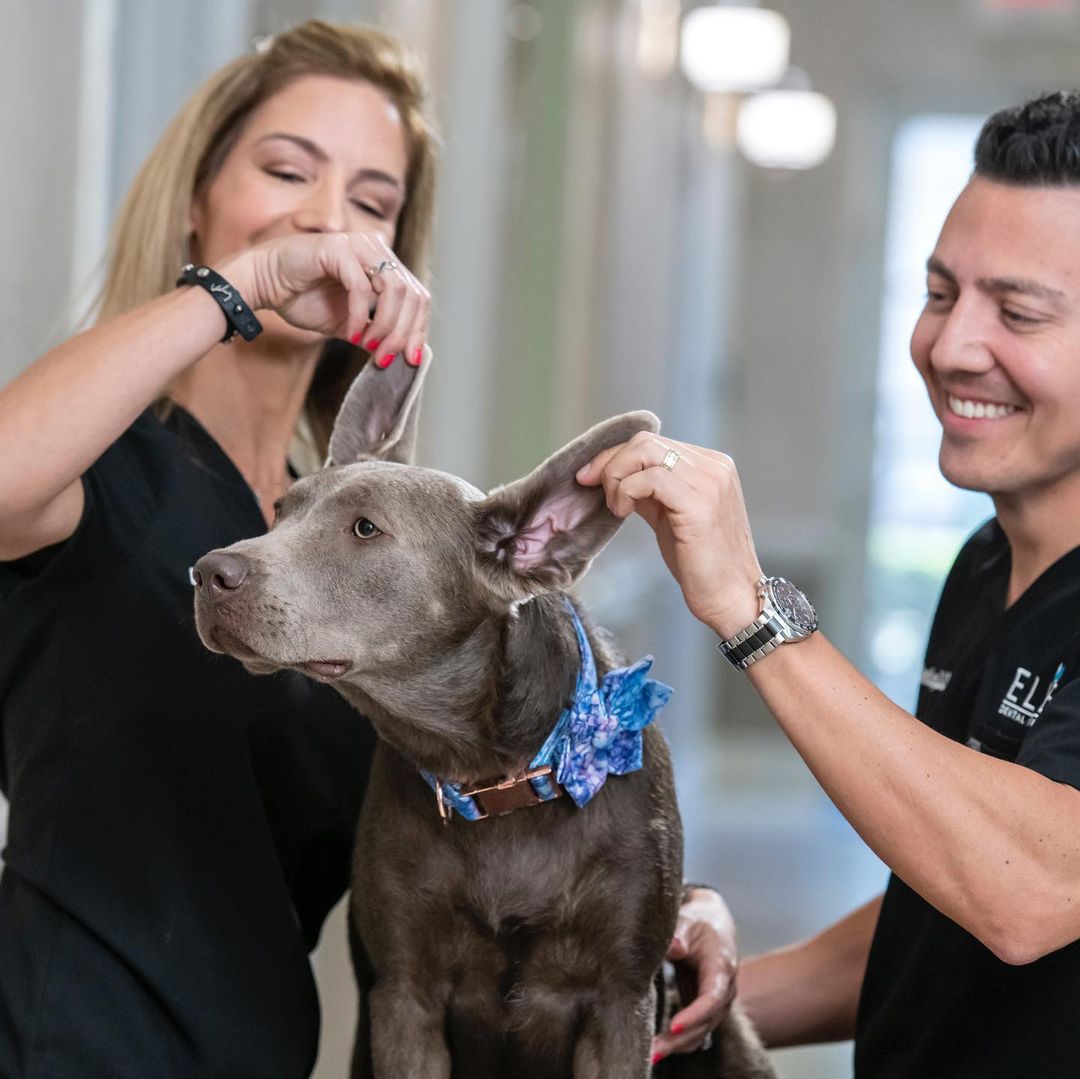 Certified Therapy Dog