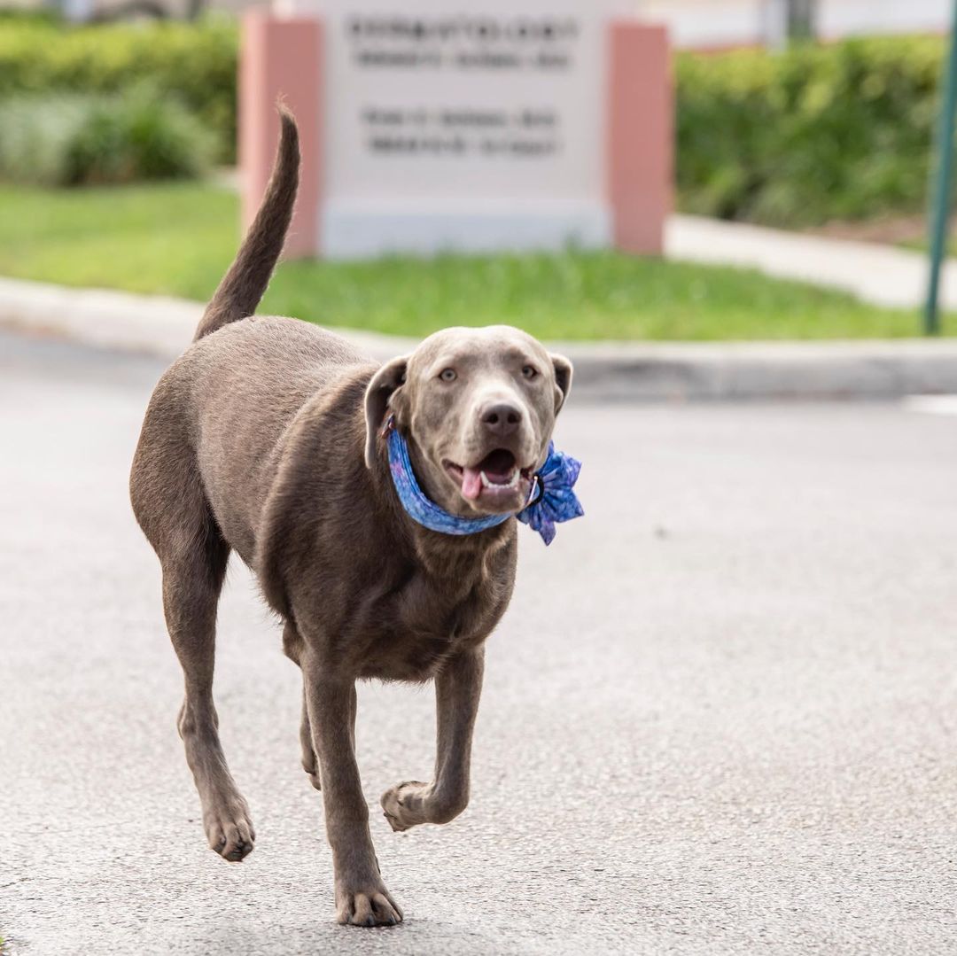 Certified Therapy Dog