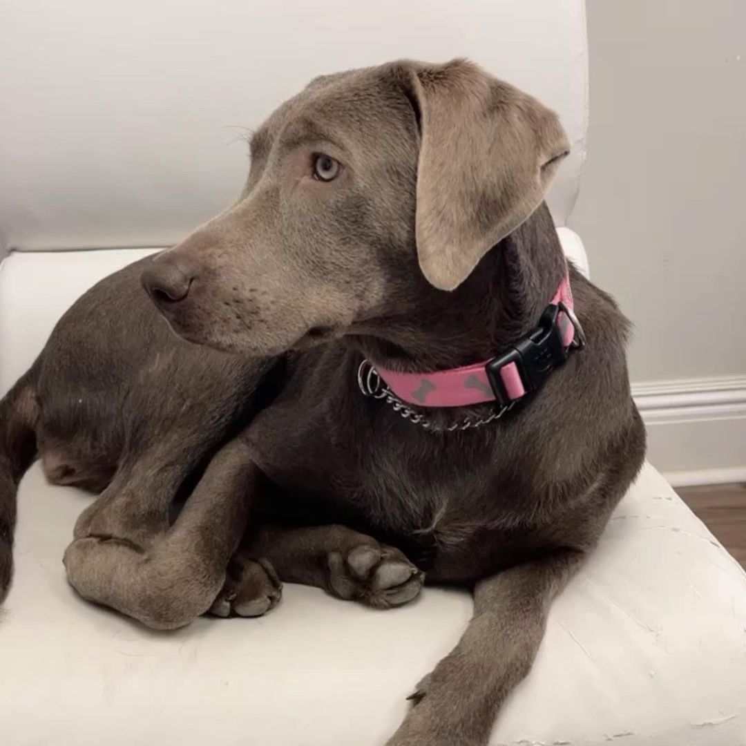 Certified Therapy Dog