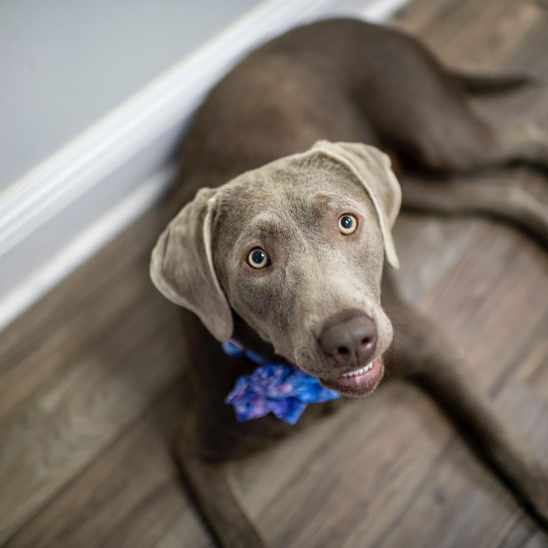 Certified Therapy Dog